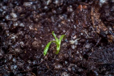 Venus flytrap one month 스톡 사진