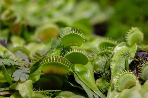 Venus flytrap or Dionaea muscipula, a carnivorous plant from the monotypic ge 스톡 사진