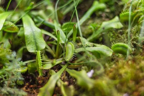 Venus flytrap or Dionaea muscipula, close up photo of carnivorous plant. Foto stock