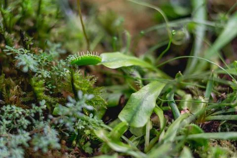 Venus flytrap or Dionaea muscipula, close up photo of carnivorous plant. Stock Photos