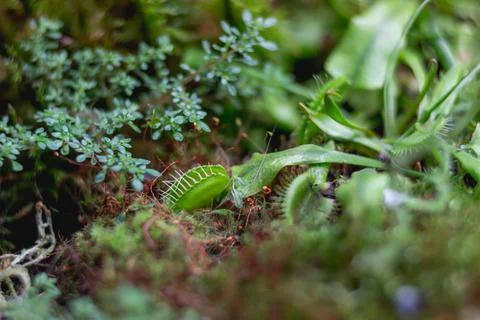 Venus flytrap or Dionaea muscipula, close up photo of carnivorous plant. 스톡 사진