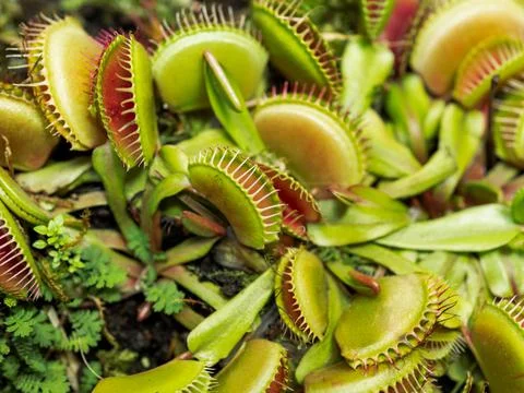 Venus flytrap or Dionaea muscipula, close up photo of carnivorous plant. Stockfoto's