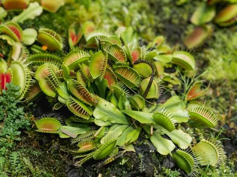 Venus flytrap or Dionaea muscipula, close up photo of carnivorous plant. 库存照片