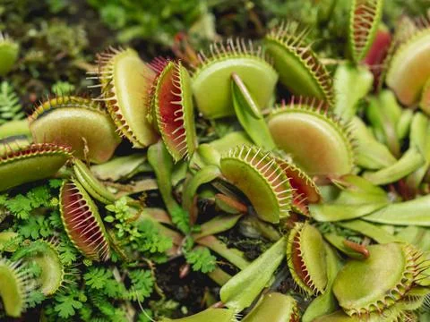 Venus flytrap or Dionaea muscipula, close up photo of carnivorous plant. 库存照片