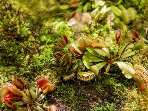 Venus flytrap or Dionaea muscipula, close up photo of carnivorous plant. 库存照片