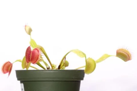 Venus Flytrap Stock Photos