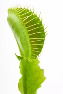 Venus flytrap Foto stock
