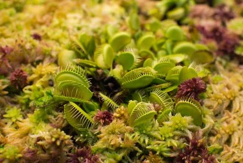 Venus flytrap Foto stock