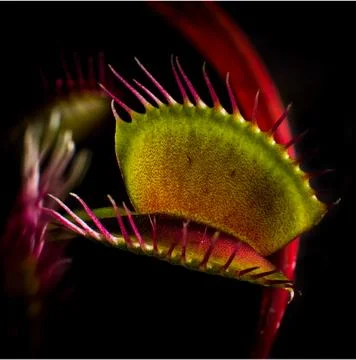 Venus Flytrap Stock Photos