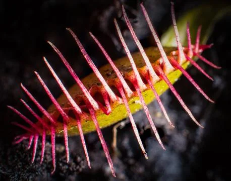 Venus Flytrap Stock Photos