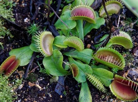 Venus flytrap Stock Photos