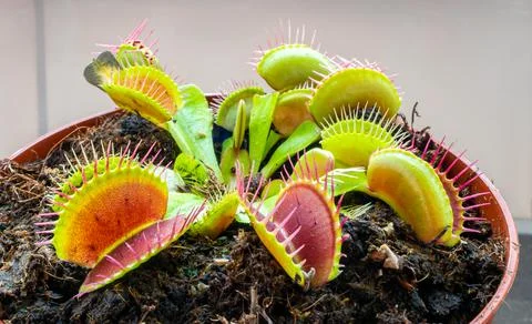 Venus Flytrap Foto stock