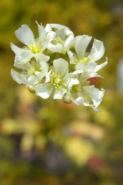 Venus flytrap Stockfoto's