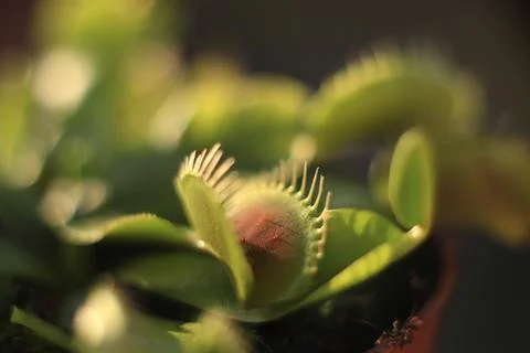 Venus Flytrap 스톡 사진