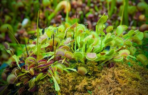 Venus flytrap Stock Photos