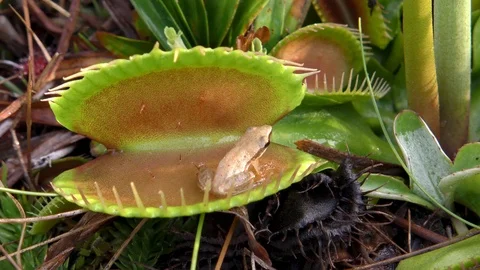 Venus Flytrap with Pinewoods Treefrog, SE USA Stock Footage 93164896