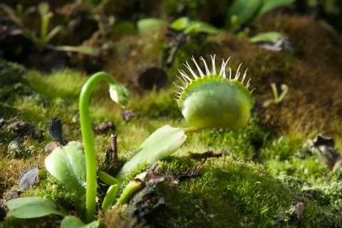 Venus flytrap plant with closed trap Foto stock