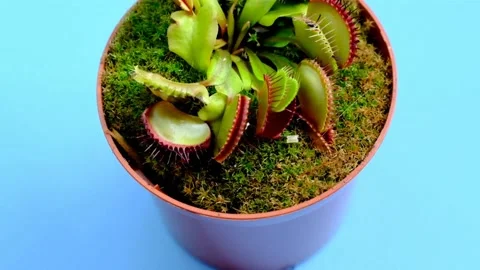 Venus flytrap plant (dionaea muscipula) in a pot on a bright blue background Stock Footage 153453933