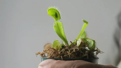 Venus flytrap plant Video stock 42987376