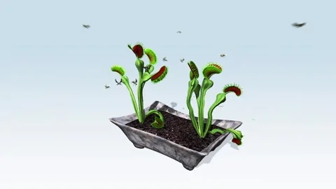 Venus flytrap plant Video stock 296589578