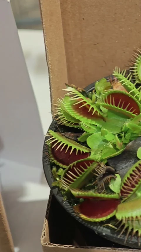 Venus flytrap plant Stock Footage 322895081