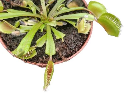 Venus flytrap plant isolated on white. Carnivorous plant Stock Photos