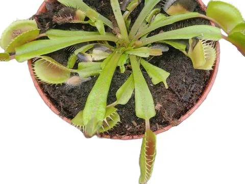 Venus flytrap plant isolated on white. Carnivorous plant Stock Photos