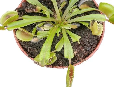 Venus flytrap plant isolated on white. Carnivorous plant Stock Photos