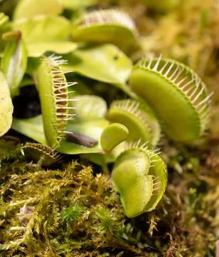 Venus flytrap plant in nature. 库存照片