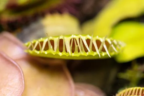 Venus flytrap plant in nature. Foto stock