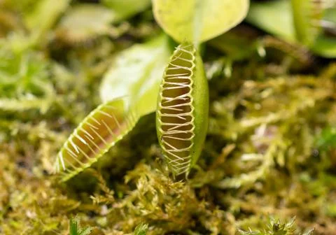 Venus flytrap plant in nature. Stockfoto's
