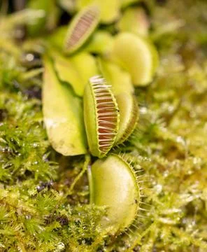 Venus flytrap plant in nature. Foto stock