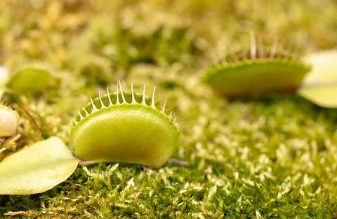 Venus flytrap plant in nature. Foto stock