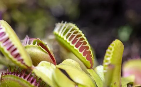 Venus flytrap plant in nature. Stock Photos
