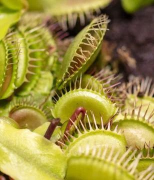 Venus flytrap plant in nature. Stock Photos