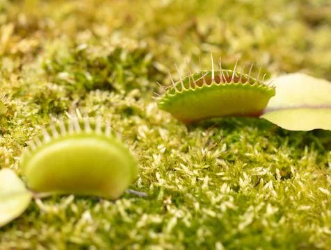 Venus flytrap plant in nature. Stock Photos