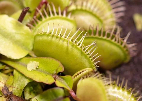 Venus flytrap plant in nature. 库存照片