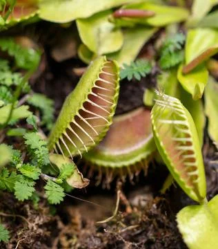 Venus flytrap plant in nature. Stock Photos