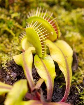 Venus flytrap plant in nature. Stock Photos