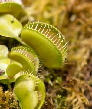 Venus flytrap plant in nature. Stockfoto's