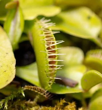 Venus flytrap plant in nature. 库存照片