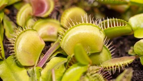 Venus flytrap plant in nature. Stockfoto's