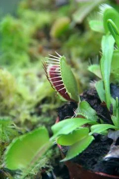 Venus flytrap plant with open snap traps in a green moss garden Stock Photos