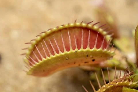 Venus Flytrap Plant Stock Photos