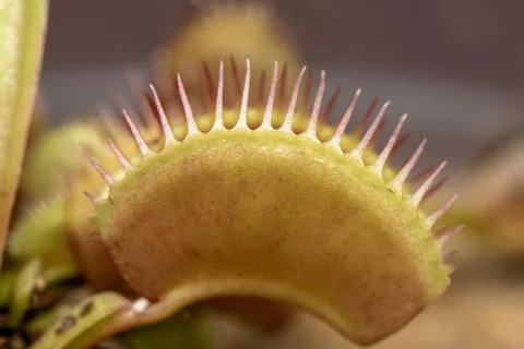 Venus Flytrap Plant Stock Photos