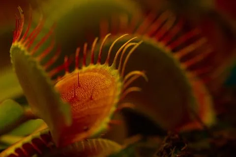 A venus flytrap plant Foto stock