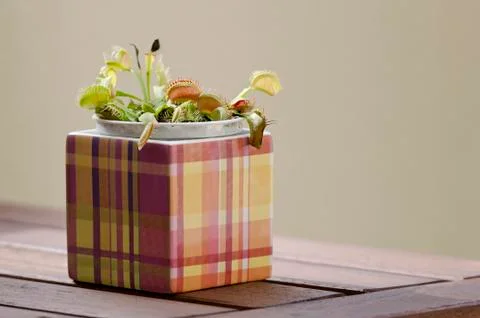 Venus flytrap plant in a square pot. 库存照片