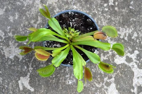 Venus flytrap plant. Top view of Dionaea muscipula in a pot Stock Photos
