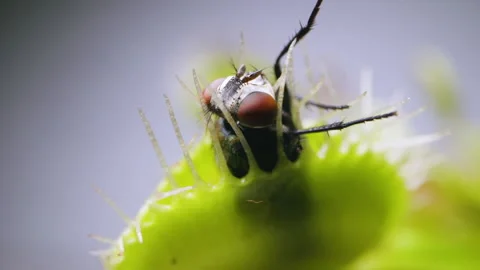 Venus Flytrap plant with trapped house fly. Closeup top-side view of plant Stock Footage 235884535
