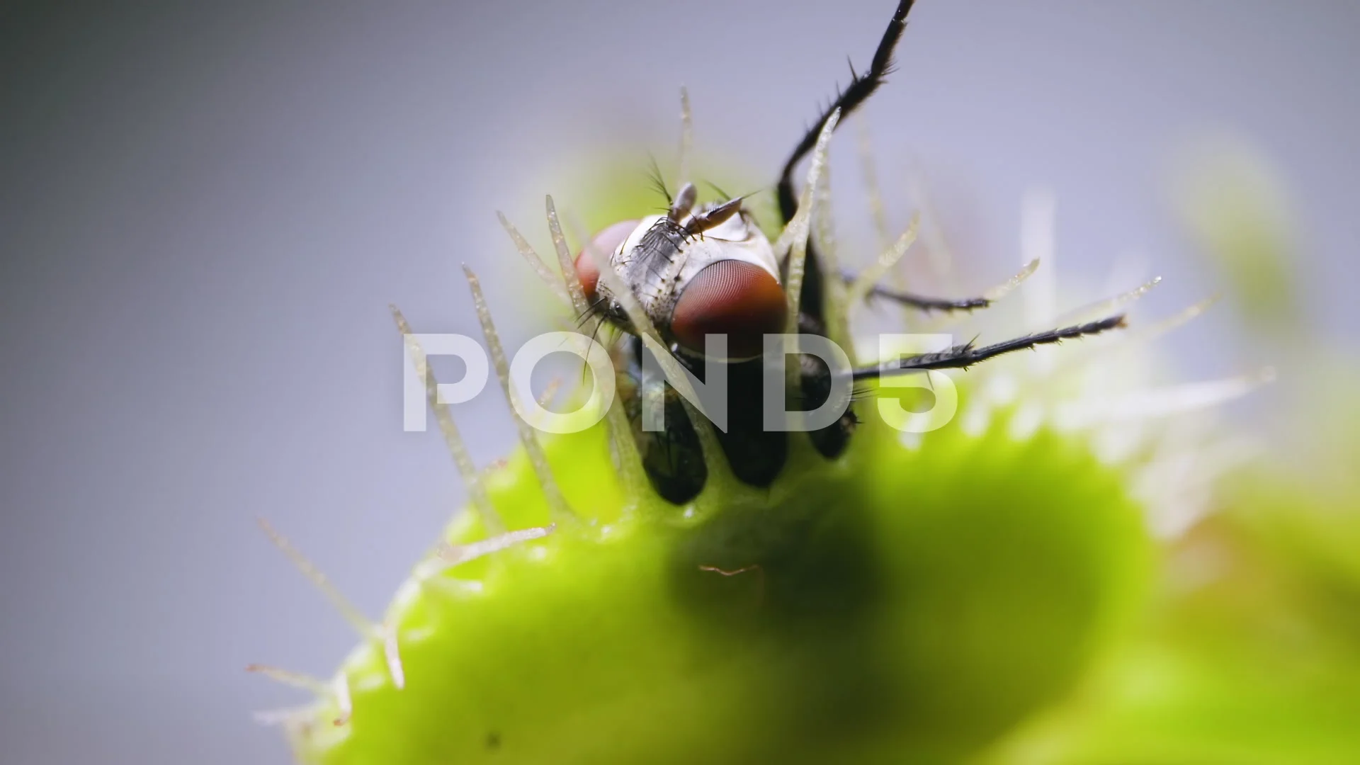Decomposed housefly inside an opening venus fly trap - Stock Image -  C056/8561 - Science Photo Library